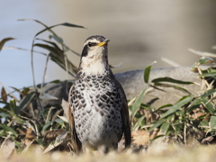 ペンギンの物まね