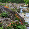 木曽川サツキ③