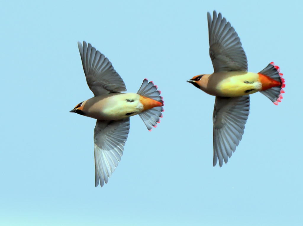 ヒレンジャク舞う②