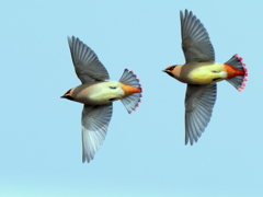 ヒレンジャク舞う②