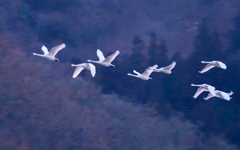 白鳥の飛翔①