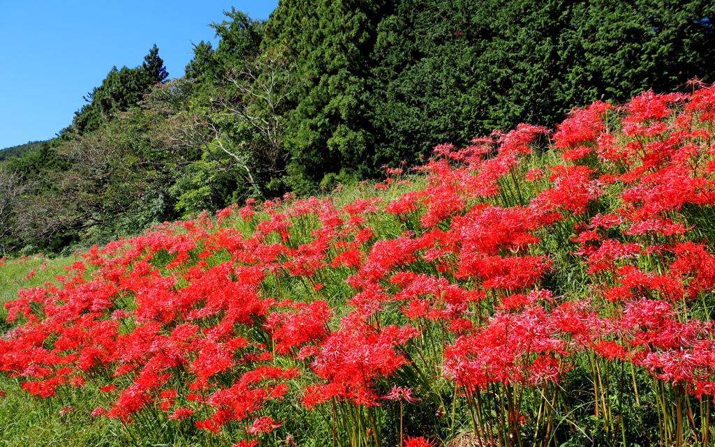 彼岸花咲く