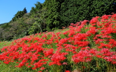 彼岸花咲く