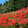 彼岸花咲く