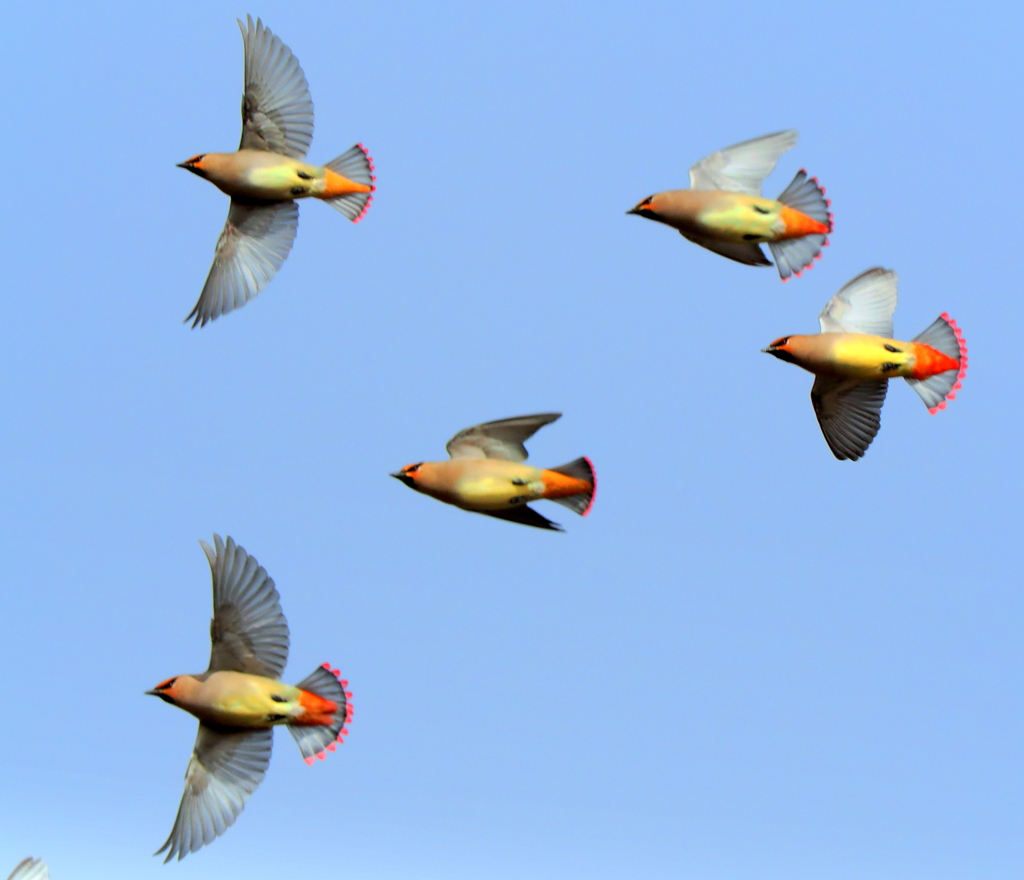 ヒレンジャク（飛翔）