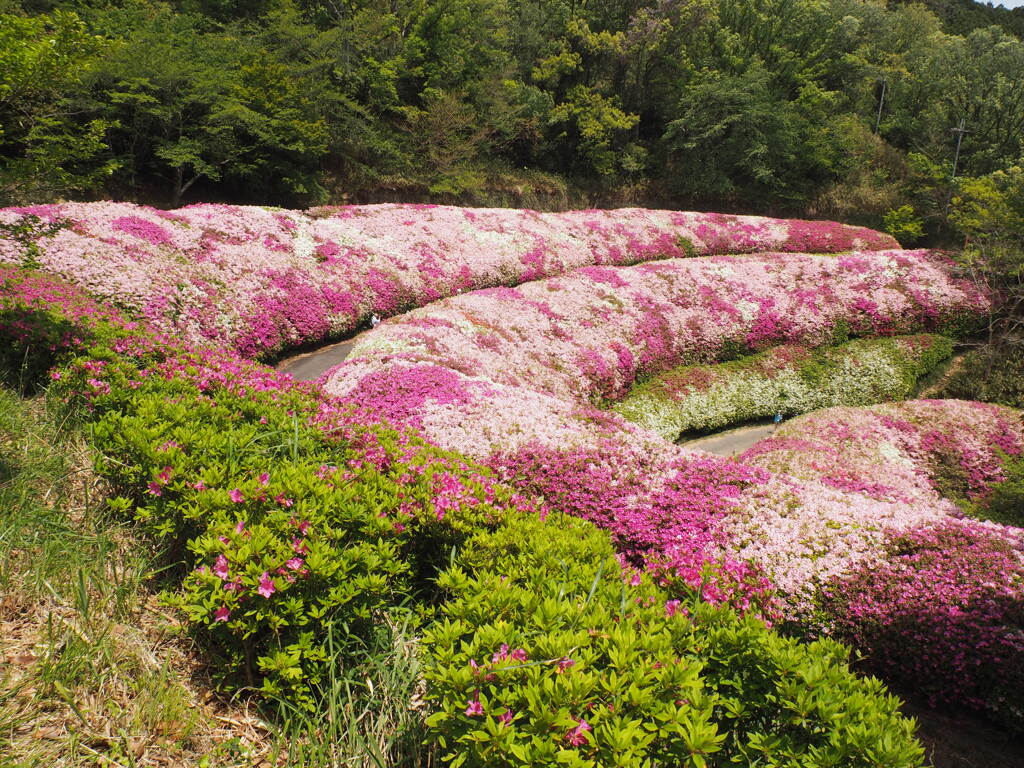 らくらく登山道　ツツジ園