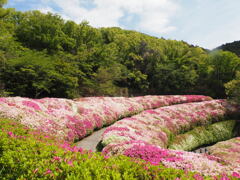 鳴川園地のつつじ