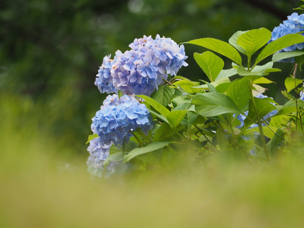 鶴見緑地の紫陽花