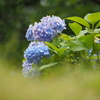 鶴見緑地の紫陽花