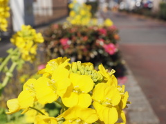 菜の花忌　２
