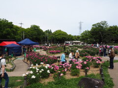 P5110018 - コピー