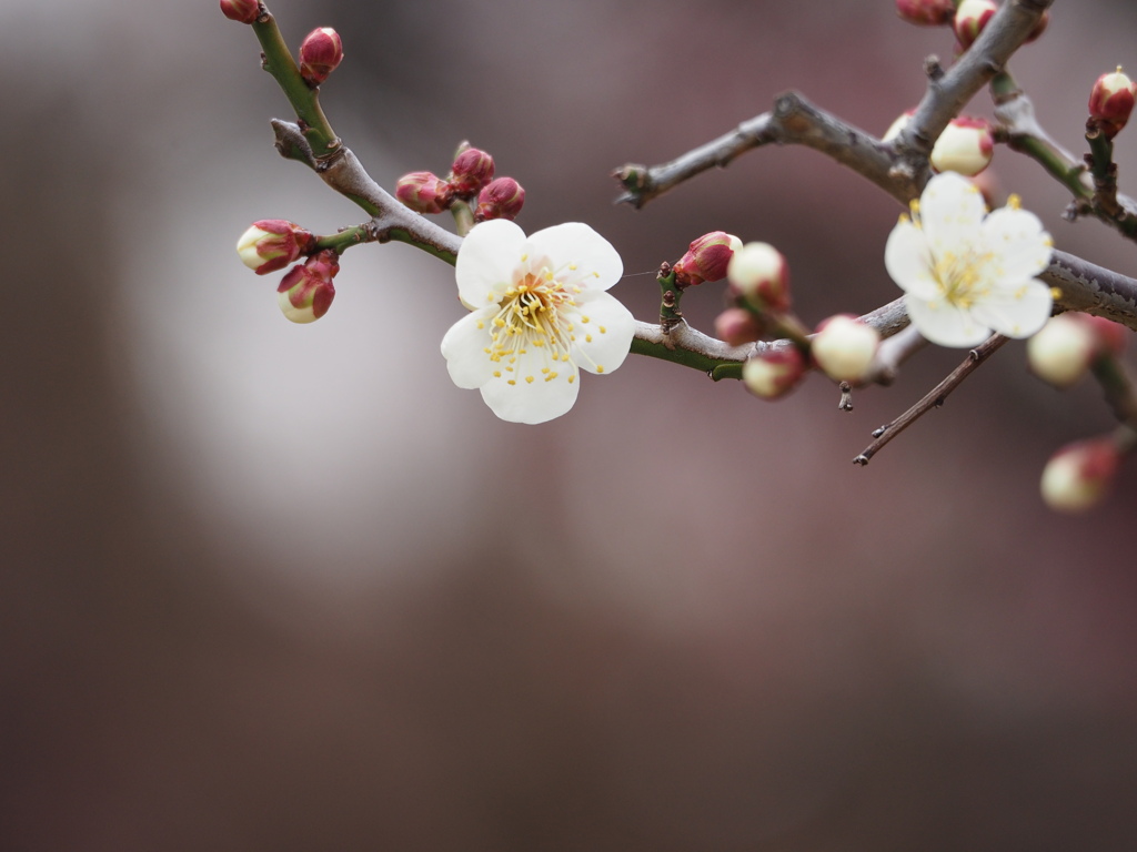 大阪城梅林にて