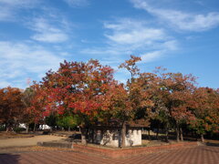 近所の公園の紅葉
