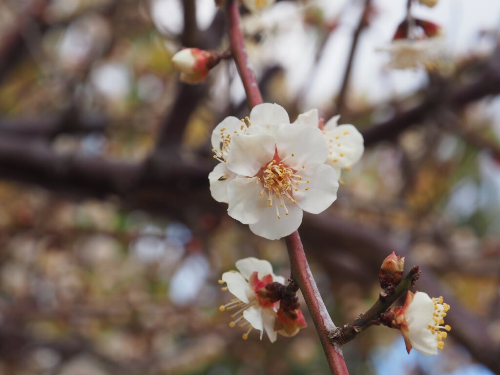 花博記念公園鶴見緑地にて