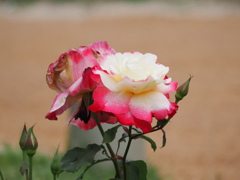 P5100006