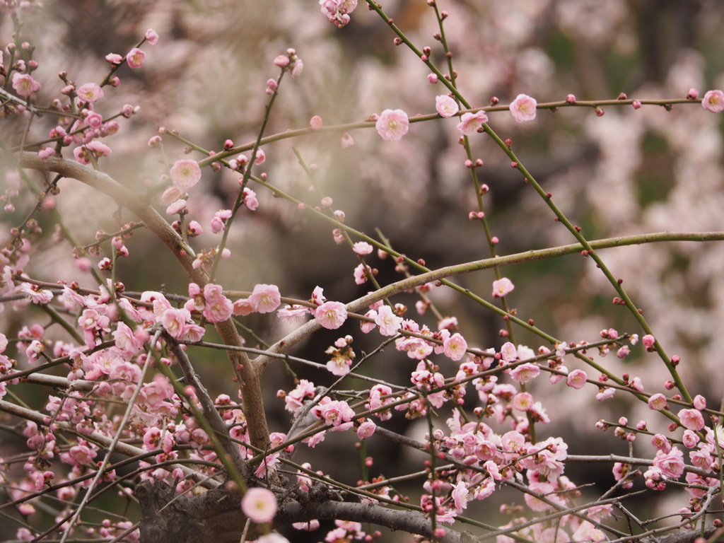 大阪城梅林