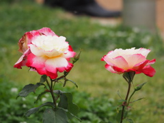 靫公園バラ園にて