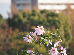OI000020花博鶴見緑地公園にて