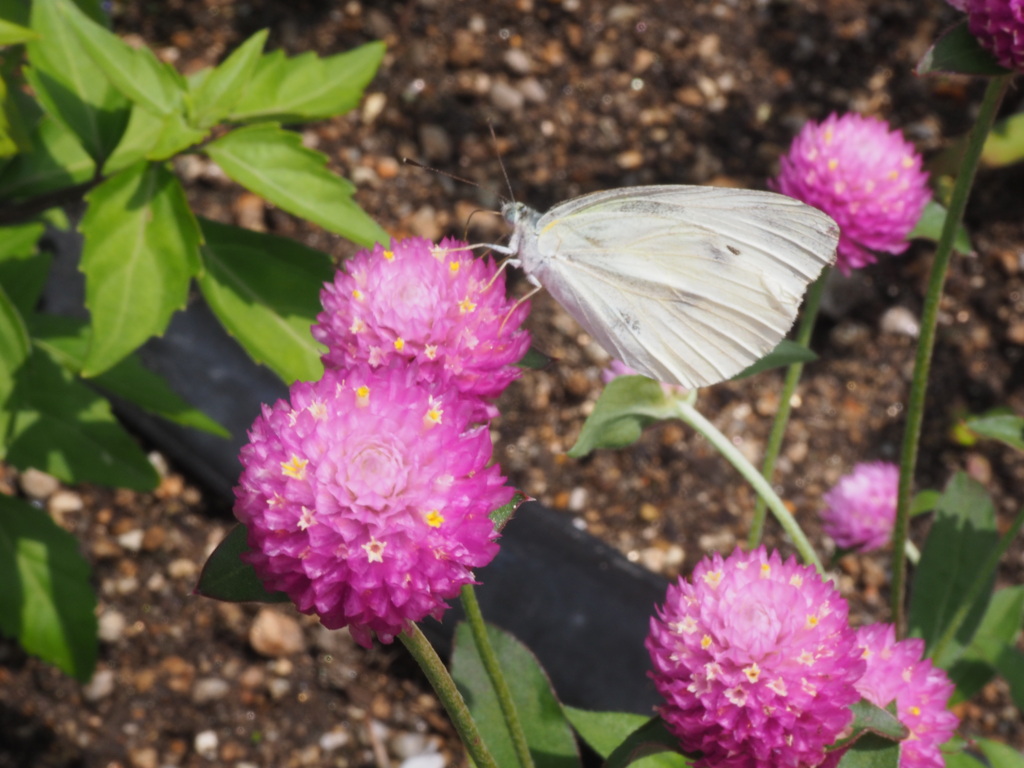 久宝寺緑地公園にて