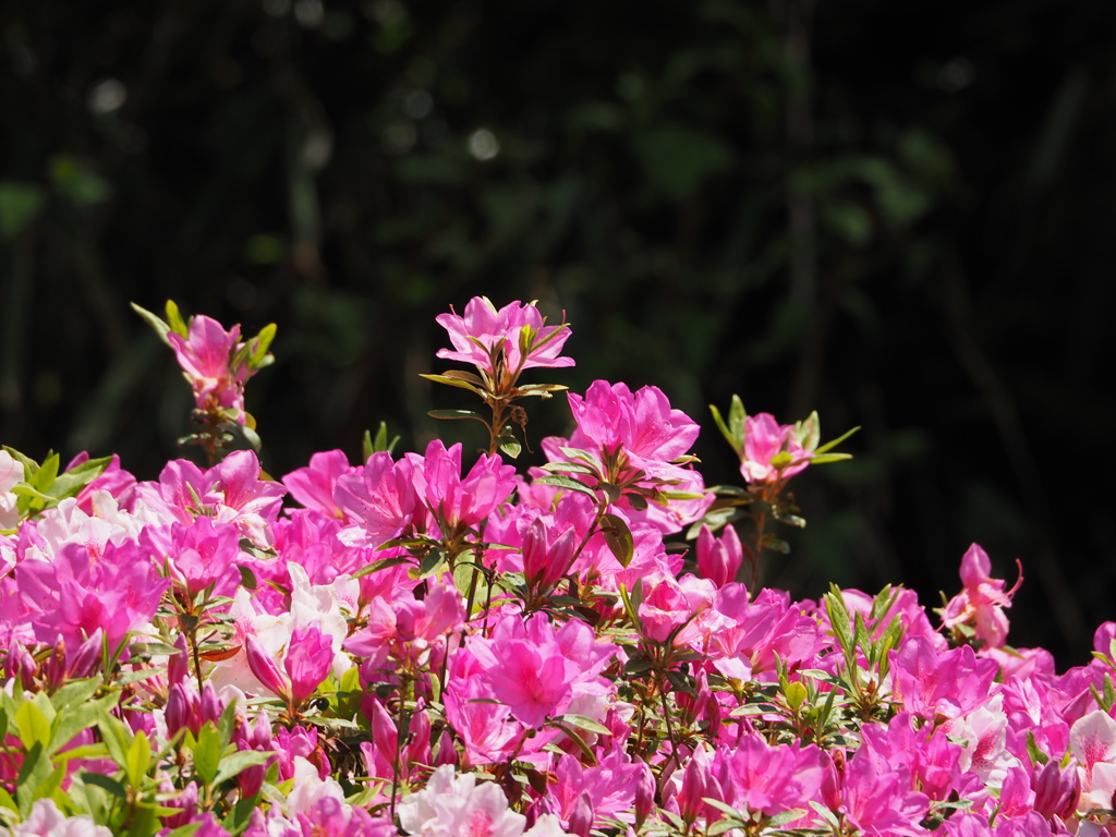 らくらく登山道
