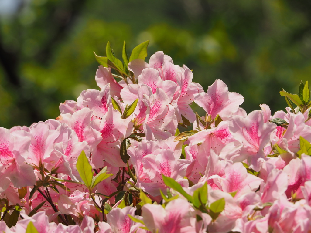 らくらく登山道