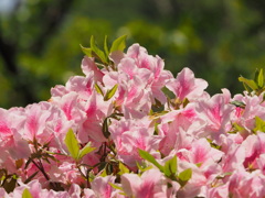 らくらく登山道