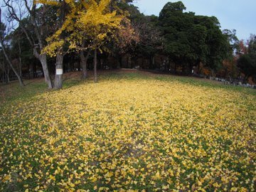 久宝寺緑地をブラブラ