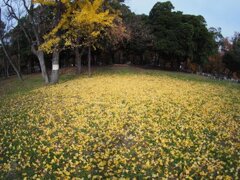 久宝寺緑地をブラブラ