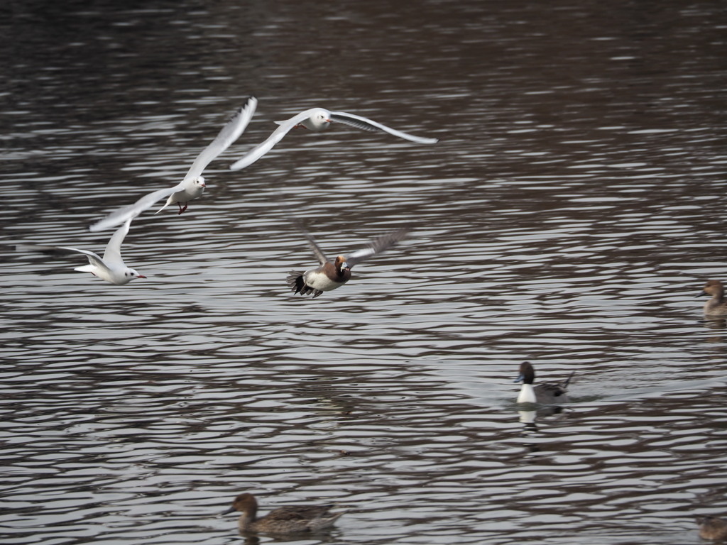 大池の水鳥