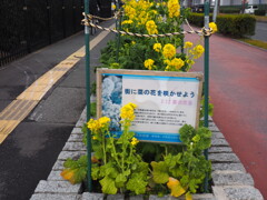 P2040037菜の花忌