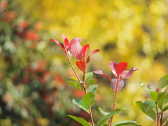 八戸ノ里公園にてPB160007