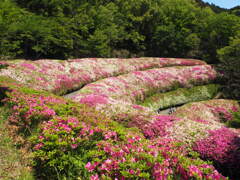 らくらく登山道