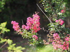 花博鶴見緑地公園　に行ってきました。