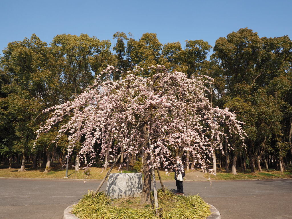 大阪城公園