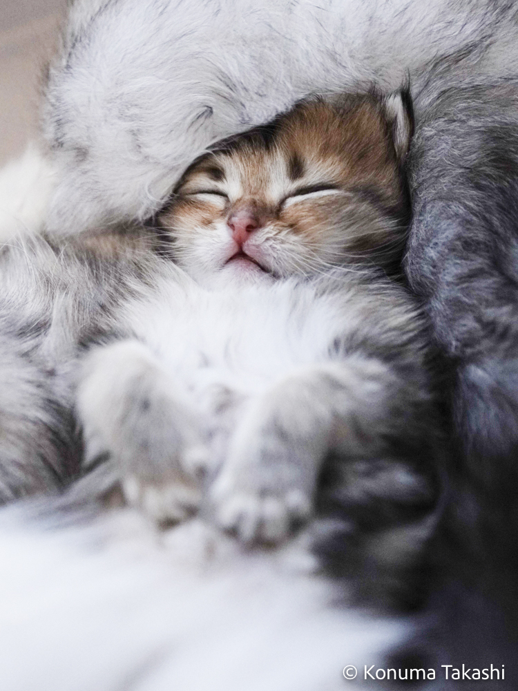子猫