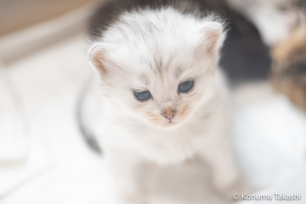 子猫　シルバータビー