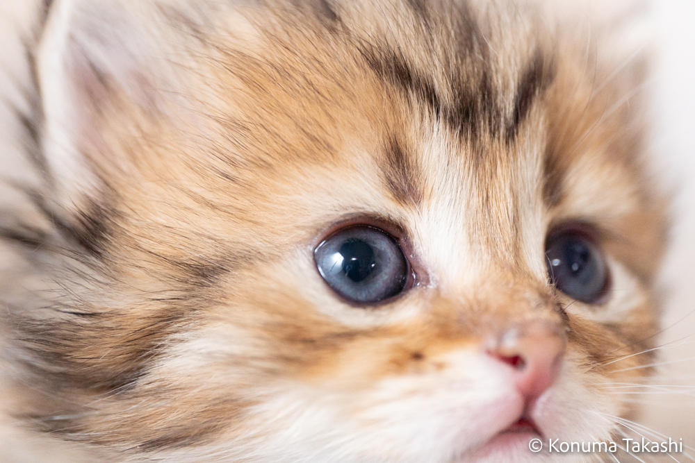 子猫　青い瞳