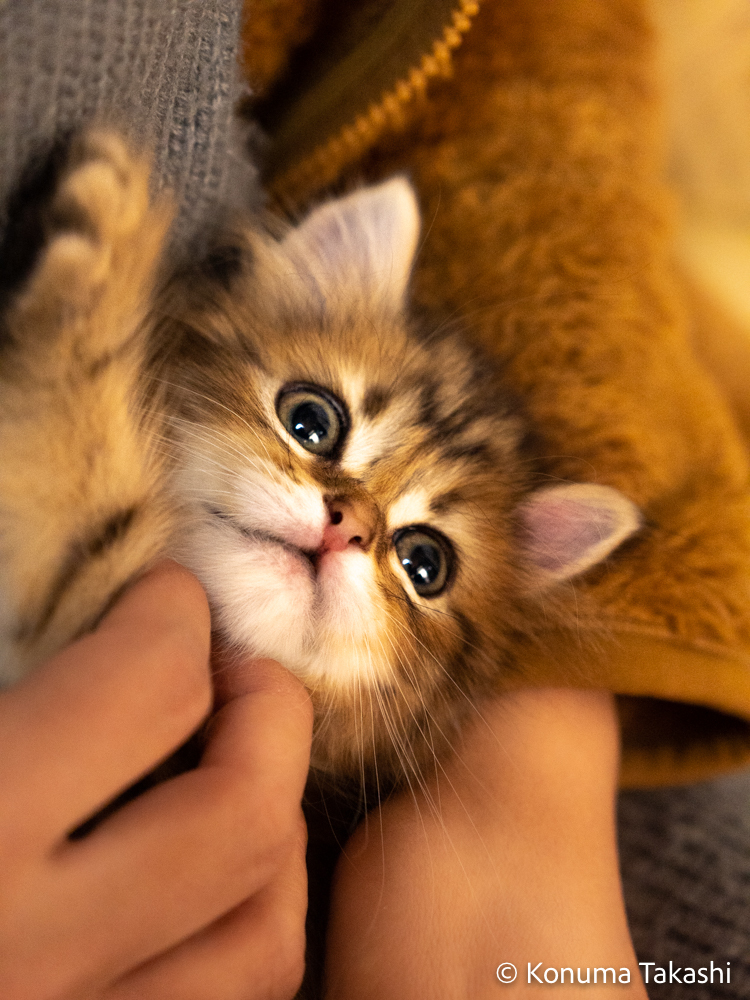 子猫