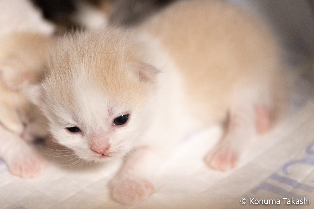 子猫　赤ちゃん