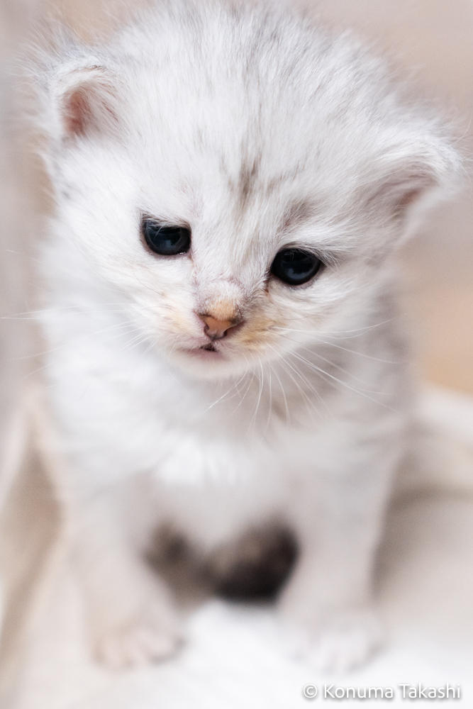 子猫