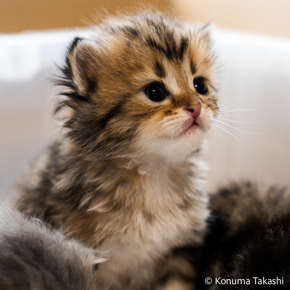 子猫