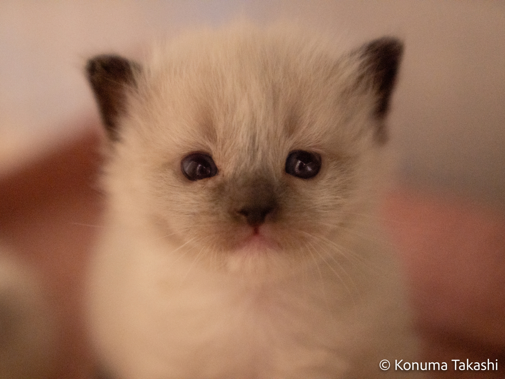 子猫　赤ちゃん