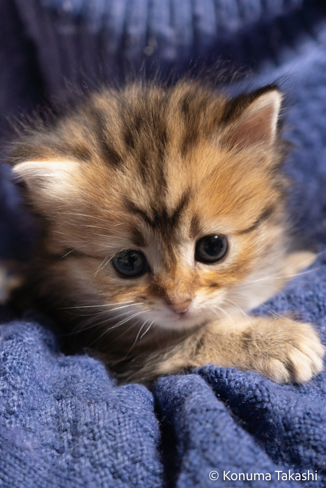 子猫