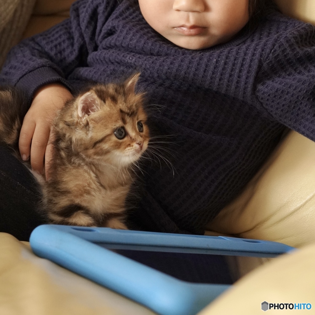 子猫　兄弟