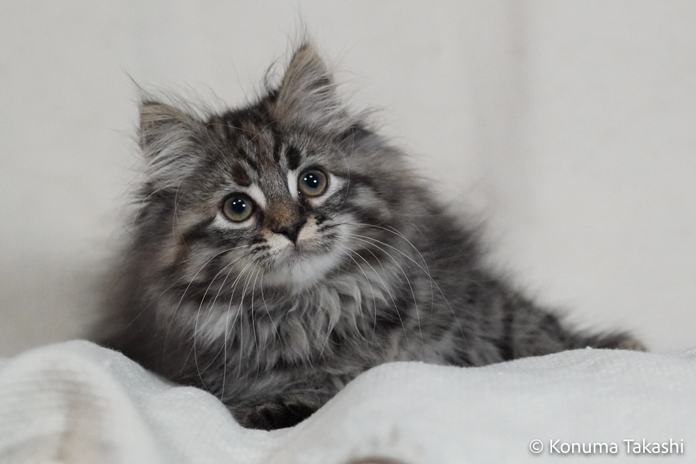 子猫