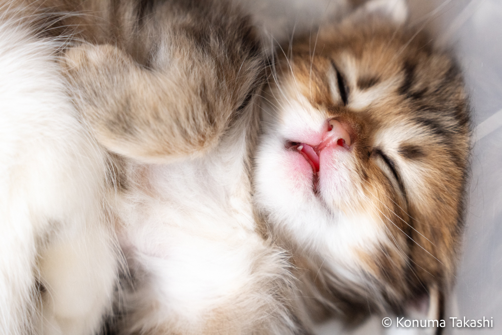 子猫