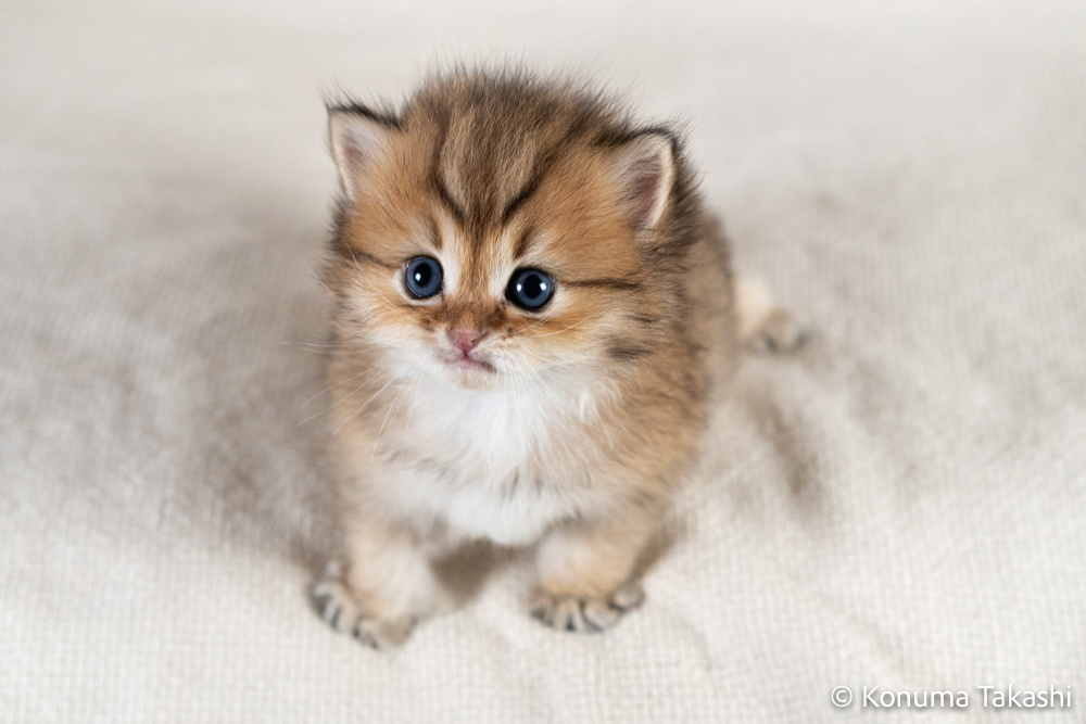 子猫 赤ちゃん by 猫works （ID：10271274） - 写真共有サイト