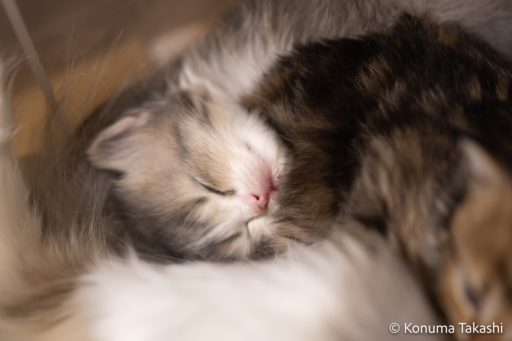 子猫