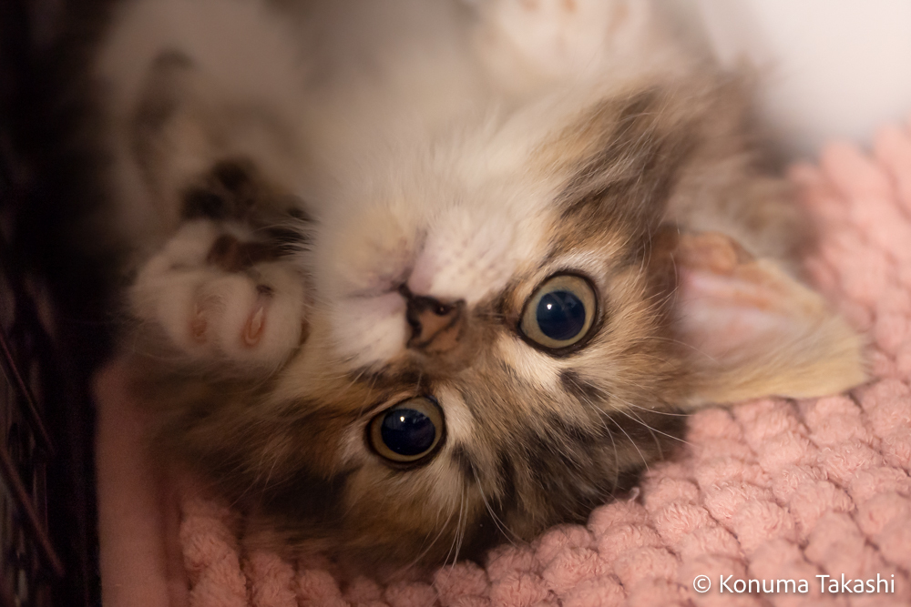 子猫