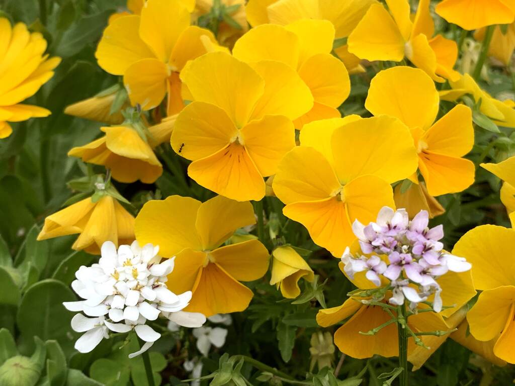 黄色のお花